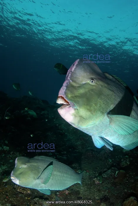 : School of Bumphead Parrotfish - Liberty wreck dive site : School of Bumphead Parrotfish - Liberty wreck dive site