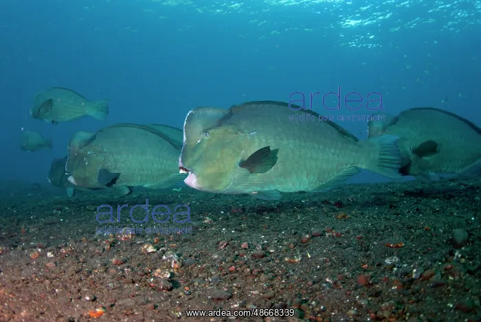 : School of Bumphead Parrotfish - Liberty wreck dive site : School of Bumphead Parrotfish - Liberty wreck dive site