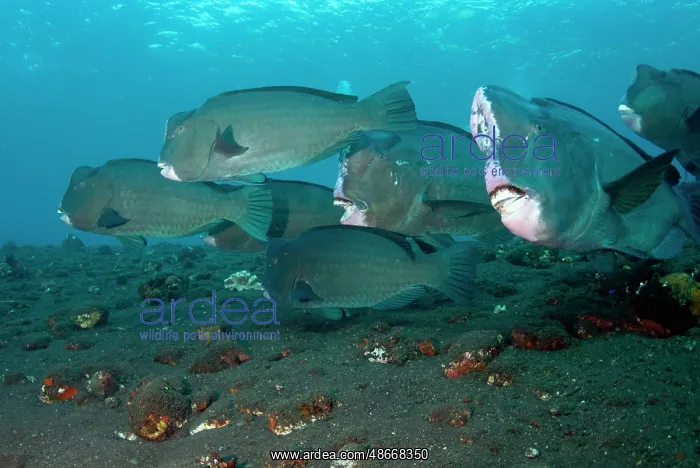 : School of Bumphead Parrotfish - Liberty wreck dive site : School of Bumphead Parrotfish - Liberty wreck dive site