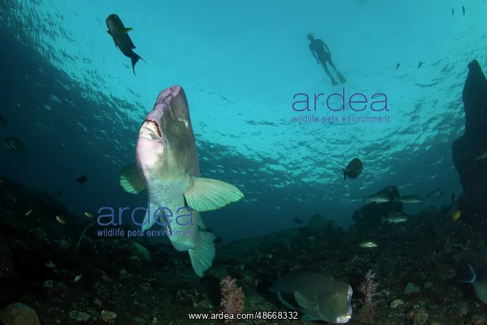 : School of Bumphead Parrotfish - with snorkeller in : School of Bumphead Parrotfish - with snorkeller in