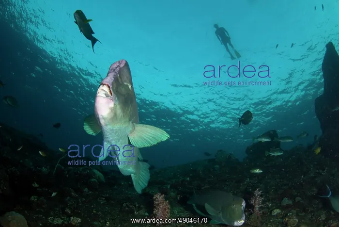 : School of Bumphead Parrotfish with snorkeller : School of Bumphead Parrotfish with snorkeller