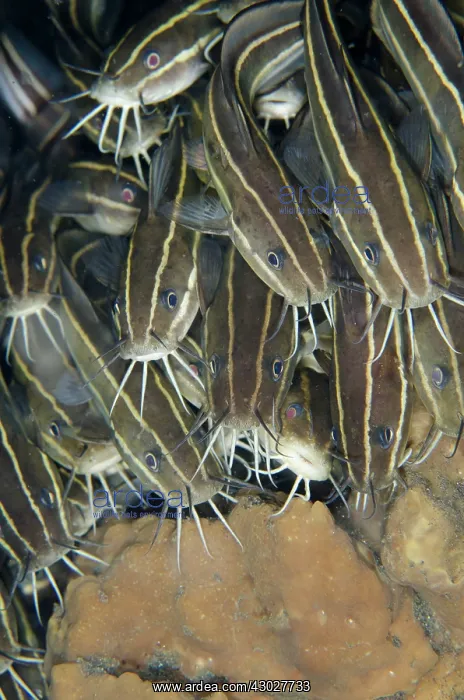 : School of Catfish : School of Catfish