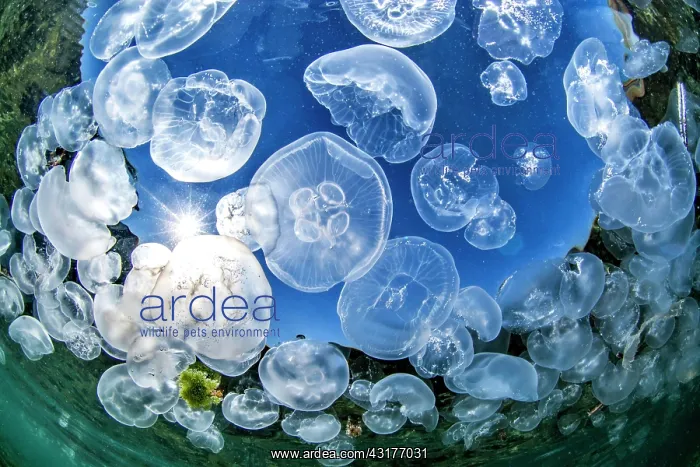 : School of Common jellyfishes (Aurelia aurita) on : School of Common jellyfishes (Aurelia aurita) on