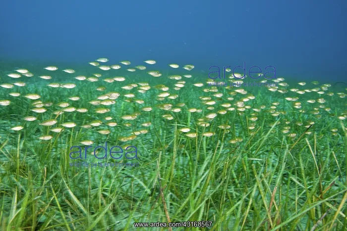 : School of fish : School of fish