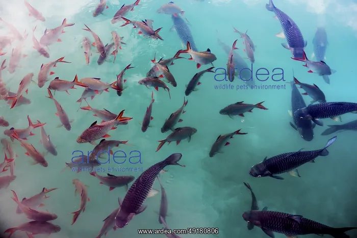 : School of fish, Cheow Lan Lake : School of fish, Cheow Lan Lake