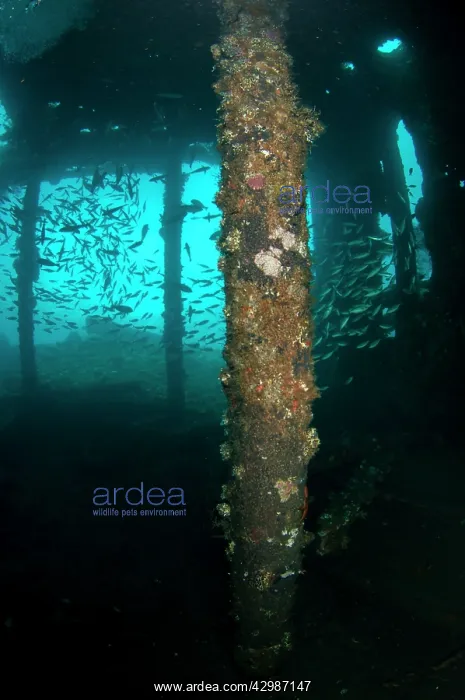 : School of fish inside wreck - Liberty Wreck dive : School of fish inside wreck - Liberty Wreck dive