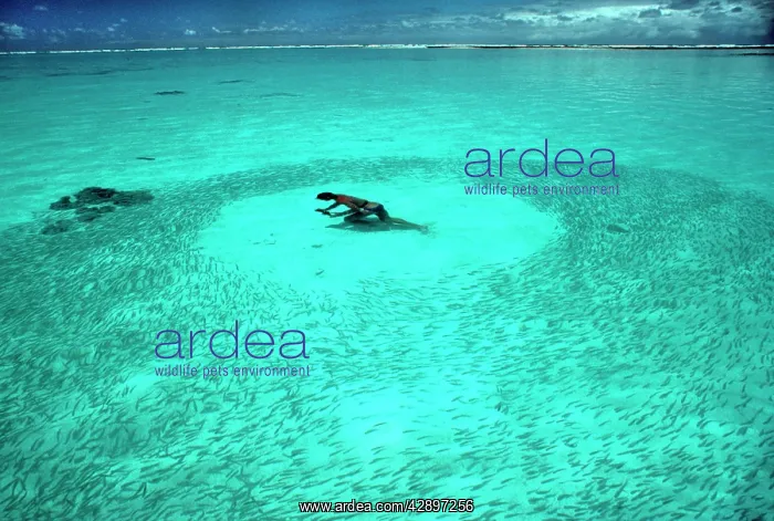 : School of FISH - Snorkeller in shallow water surrounded : School of FISH - Snorkeller in shallow water surrounded