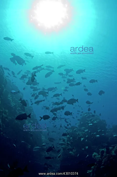: School of fish with sun in background Fish Bowl : School of fish with sun in background Fish Bowl