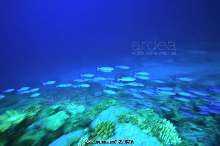 : School of fish underwater, Northern Huvadhu : School of fish underwater, Northern Huvadhu