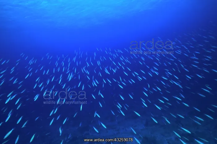 : School of fish underwater, Northern Huvadhu : School of fish underwater, Northern Huvadhu