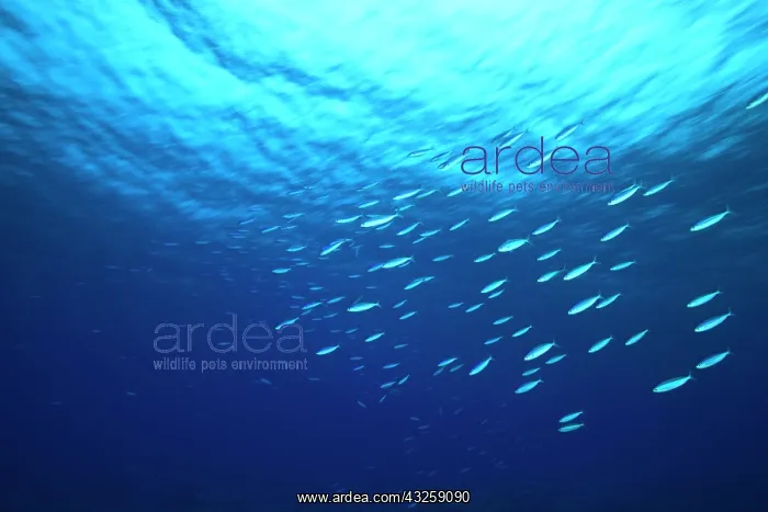  : School of fish underwater, Northern Huvadhu