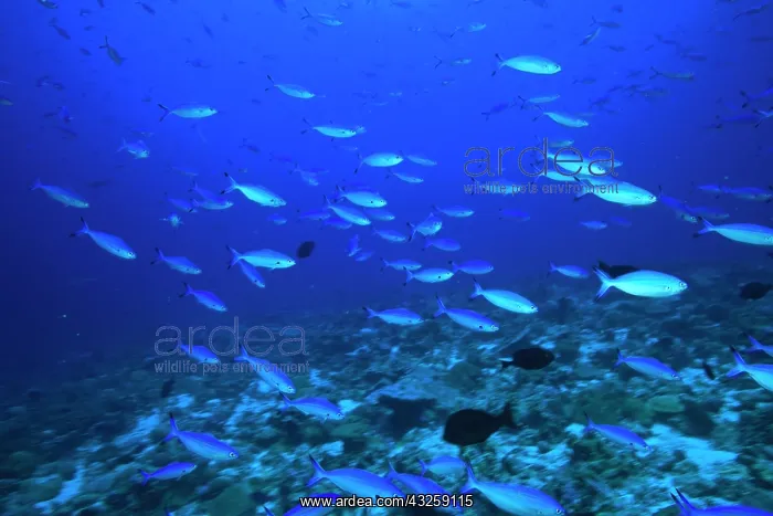  : School of fish underwater, Northern Huvadhu