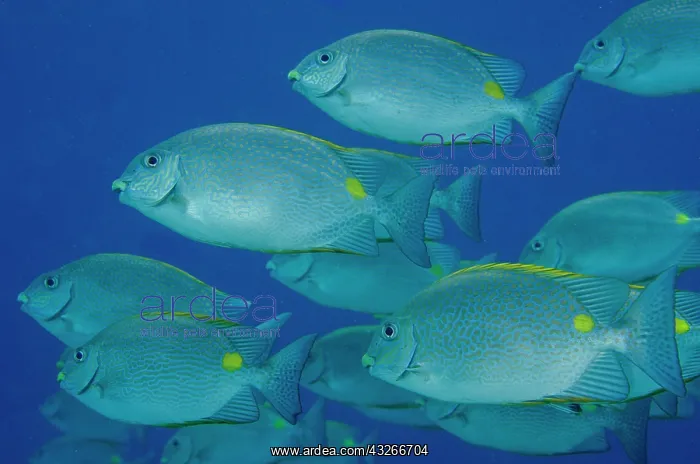 : School of Golden Rabbitfish - Too Many Fish dive : School of Golden Rabbitfish - Too Many Fish dive