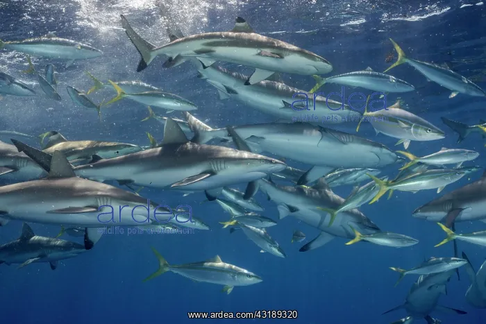 : School of Grey reef shark (Carcharhinus amblyrhynchos) : School of Grey reef shark (Carcharhinus amblyrhynchos)