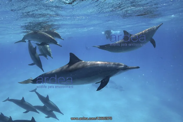 : School, Group of spinner dolphin (Stenella longirostris), S : School, Group of spinner dolphin (Stenella longirostris), S