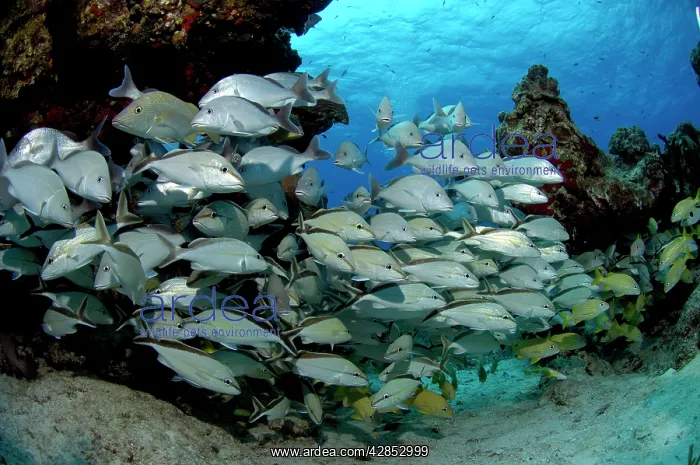: School of 'Grunts' : School of 'Grunts'