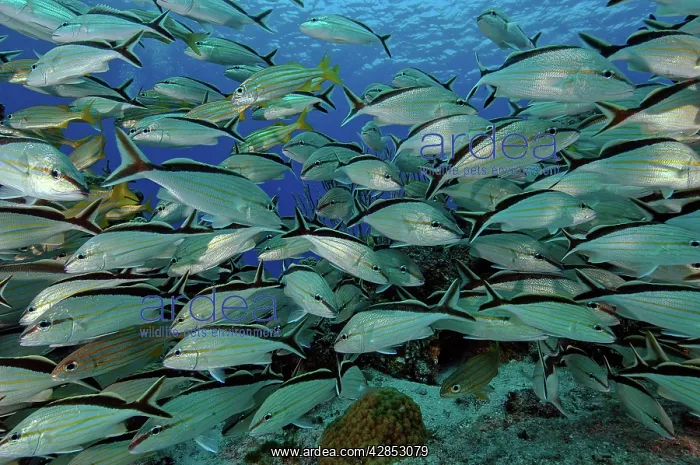 : School of 'Grunts' : School of 'Grunts'