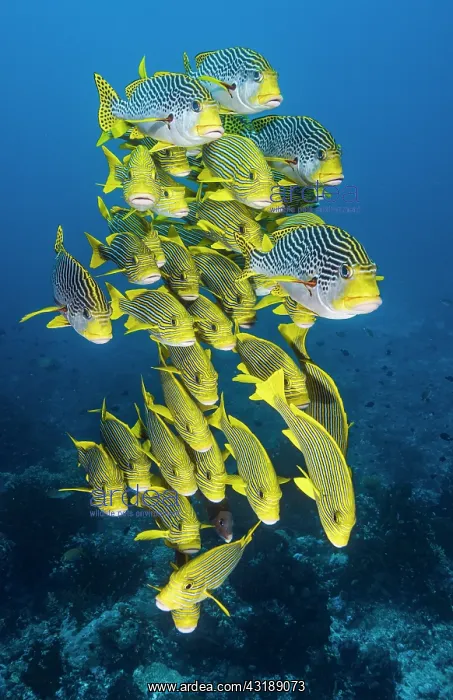 : School of Indian ocean oriental sweetlips (Plectorhinchus : School of Indian ocean oriental sweetlips (Plectorhinchus