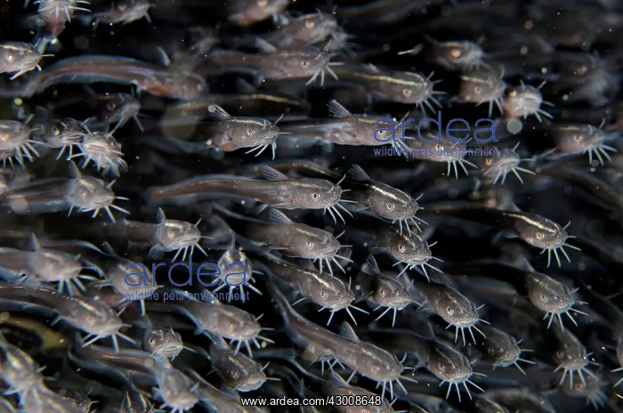 : School of juvenile Catfish Joleha dive site, Lembeh : School of juvenile Catfish Joleha dive site, Lembeh