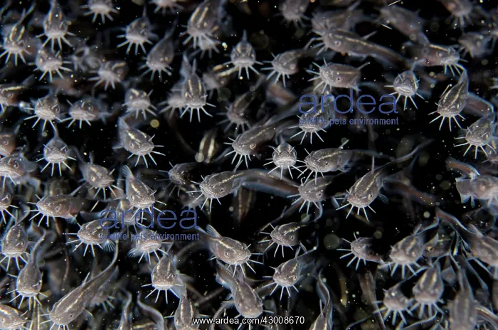 : School of juvenile Catfish Joleha dive site, Lembeh : School of juvenile Catfish Joleha dive site, Lembeh