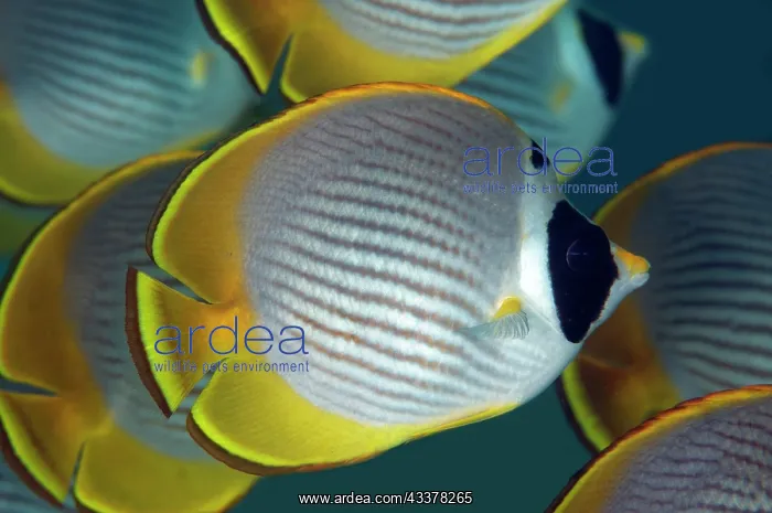 : School of Panda Butterflyfish : School of Panda Butterflyfish