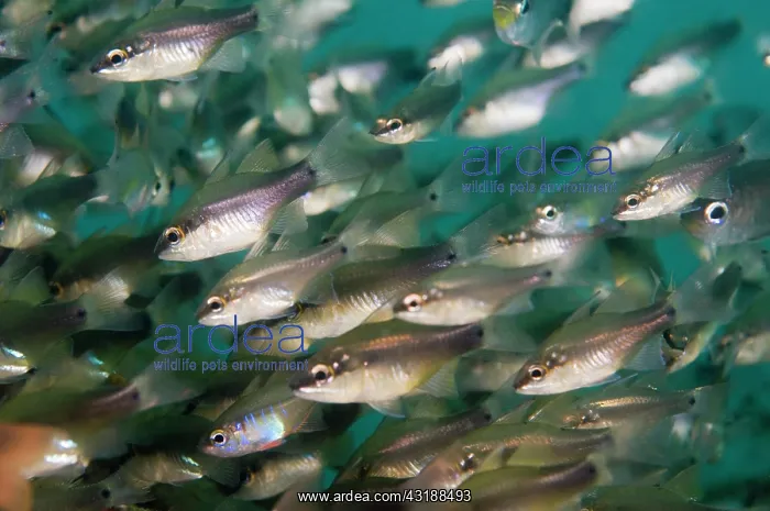 : School of Pearly cardinalfish (Apogon perlitus) : School of Pearly cardinalfish (Apogon perlitus)