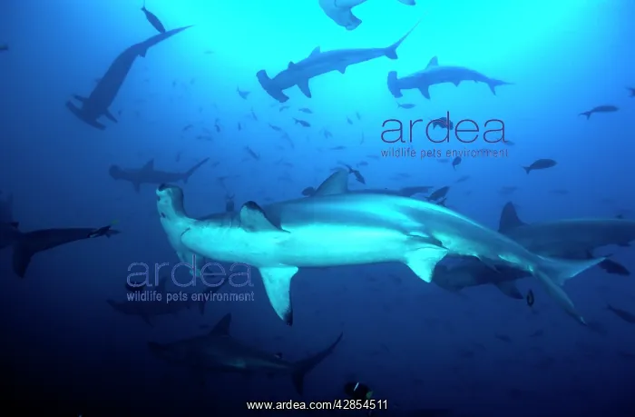 : School of Scalloped Hammerhead Sharks : School of Scalloped Hammerhead Sharks