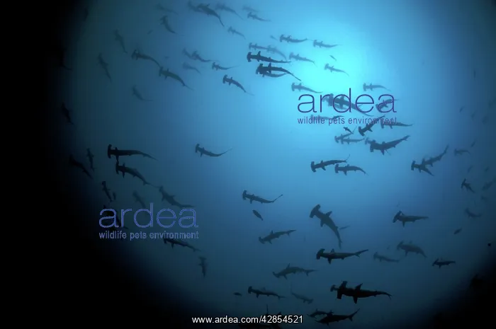 : School of Scalloped Hammerhead Sharks : School of Scalloped Hammerhead Sharks
