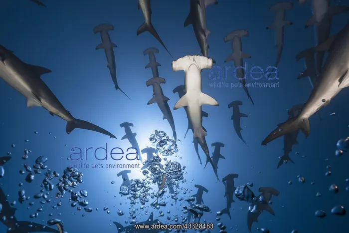 : School of Scalloped hammerhead (Sphyrna lewini) : School of Scalloped hammerhead (Sphyrna lewini)