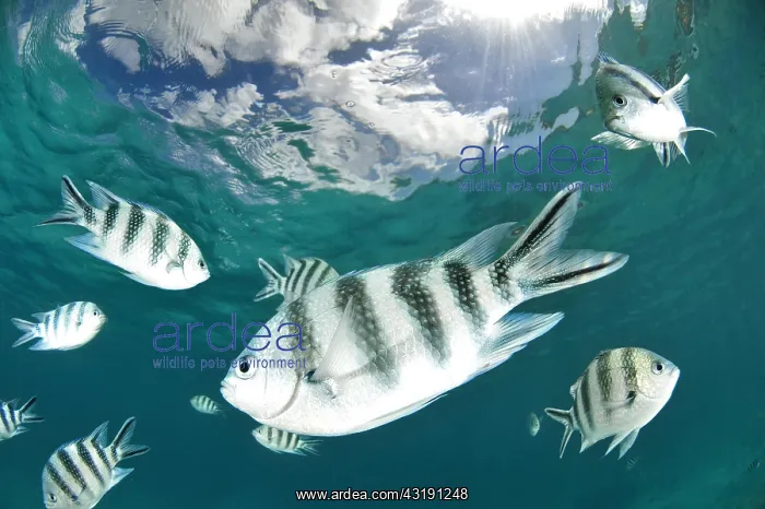 : School of Scissortail sergeant (Abudefduf sexfasciatus) : School of Scissortail sergeant (Abudefduf sexfasciatus)