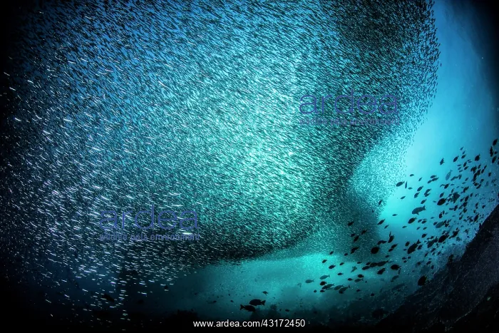 : School of Silversides (Atherinopsidae sp), Raja : School of Silversides (Atherinopsidae sp), Raja