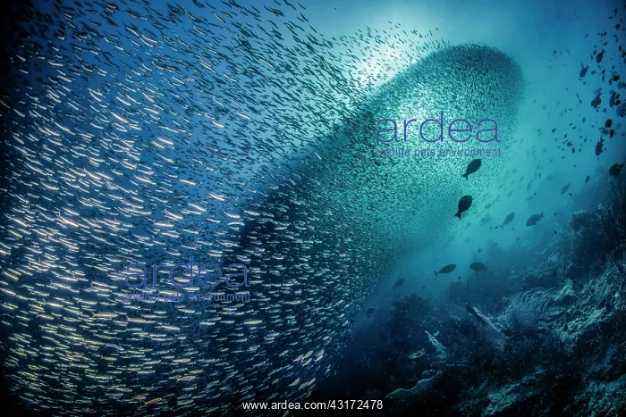 : School of Silversides (Atherinopsidae sp), Raja : School of Silversides (Atherinopsidae sp), Raja
