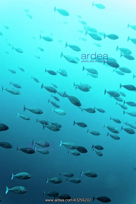 : School of Sleek unicornfish (Naso hexacanthus) : School of Sleek unicornfish (Naso hexacanthus)