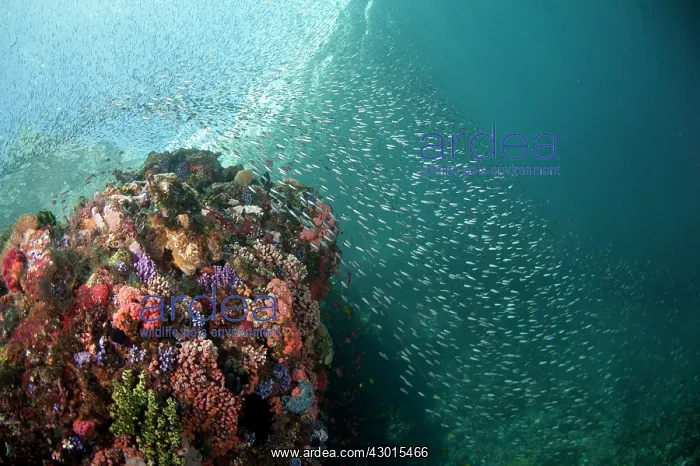  : School of small fish