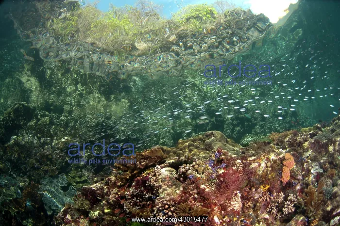 : School of small fish with cliff and trees in background : School of small fish with cliff and trees in background