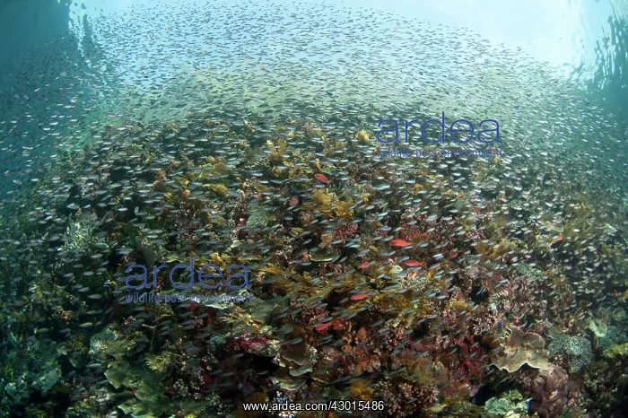 : School of small fish with cliff and trees in background : School of small fish with cliff and trees in background