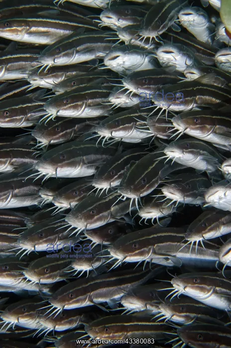  : School of Striped Catfish