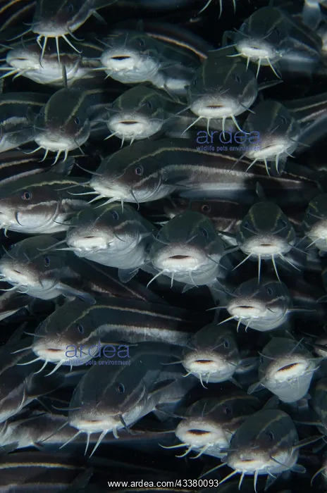  : School of Striped Catfish