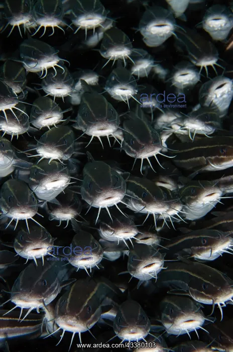 : School of Striped Catfish : School of Striped Catfish