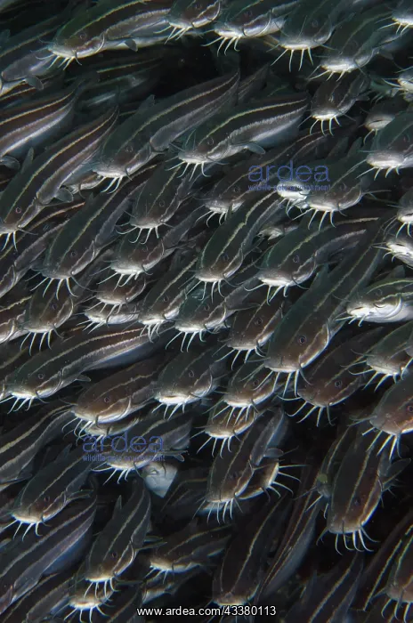 : School of Striped Catfish : School of Striped Catfish