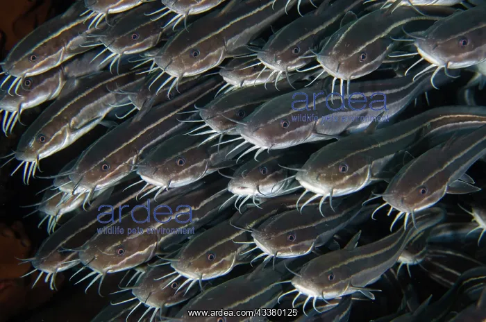 : School of Striped Catfish : School of Striped Catfish