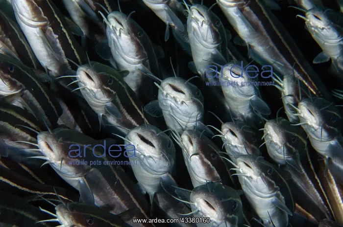 : School of Striped Catfish : School of Striped Catfish