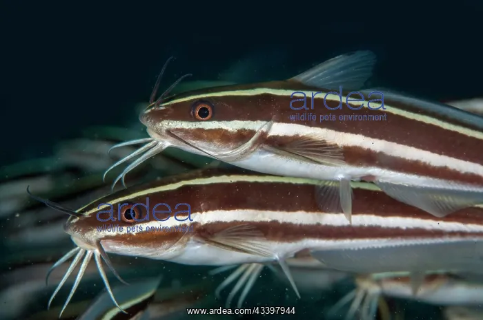 : School of Striped Catfish : School of Striped Catfish