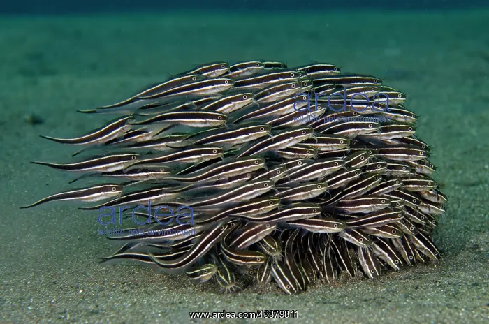 : School of Striped Catfish feeding : School of Striped Catfish feeding