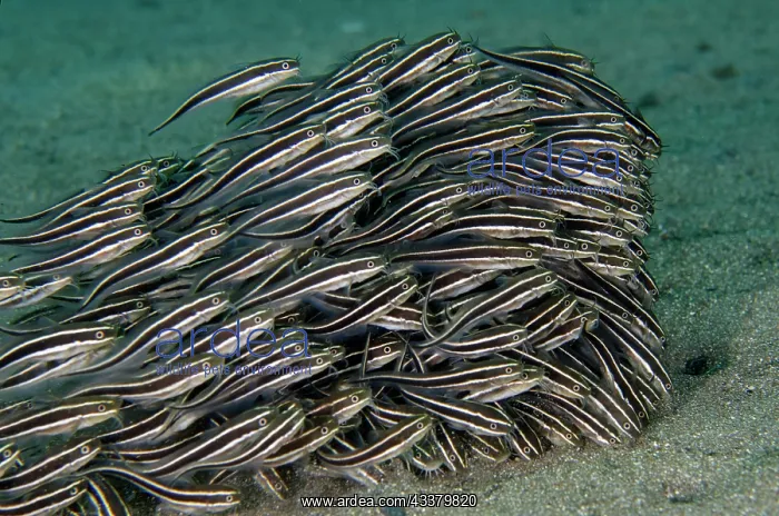 : School of Striped Catfish feeding : School of Striped Catfish feeding