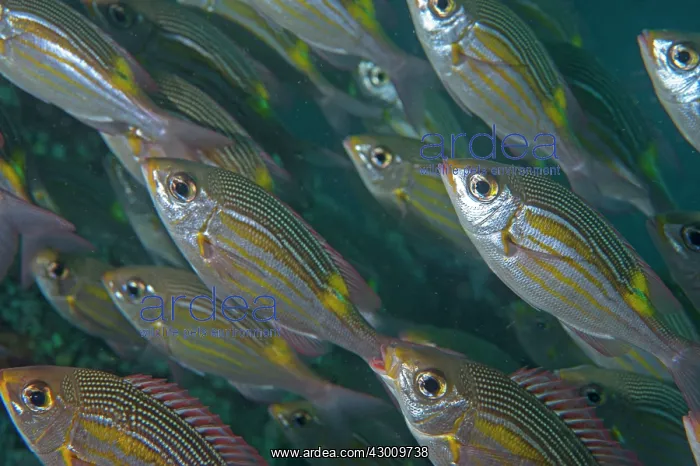  : School of Striped Large-Eye Bream Manta Alley dive