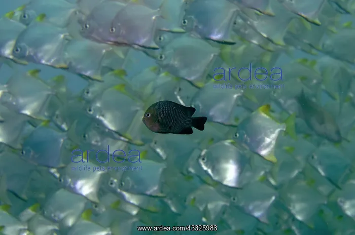 : School of subadult Silver Mono with single Damselfish : School of subadult Silver Mono with single Damselfish
