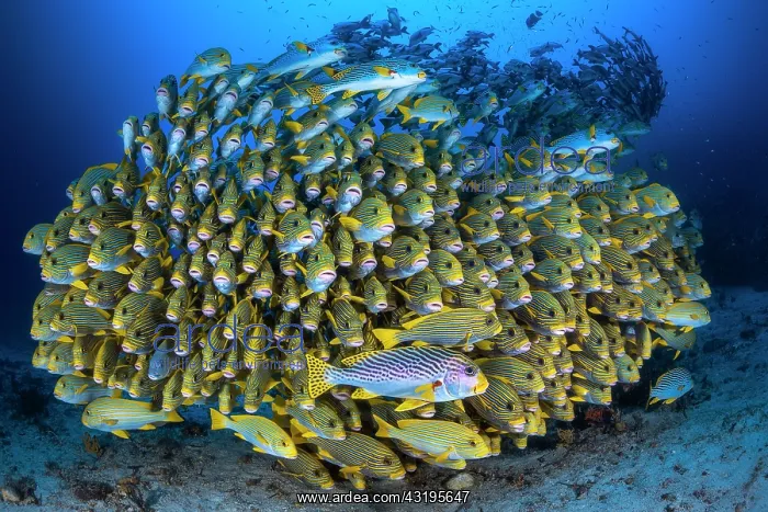 : School of Sweetlips : Ribbon sweetlips (Plectorhinchus : School of Sweetlips : Ribbon sweetlips (Plectorhinchus