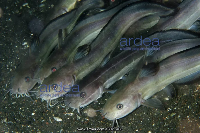 : School of Whitelip Catfish : School of Whitelip Catfish