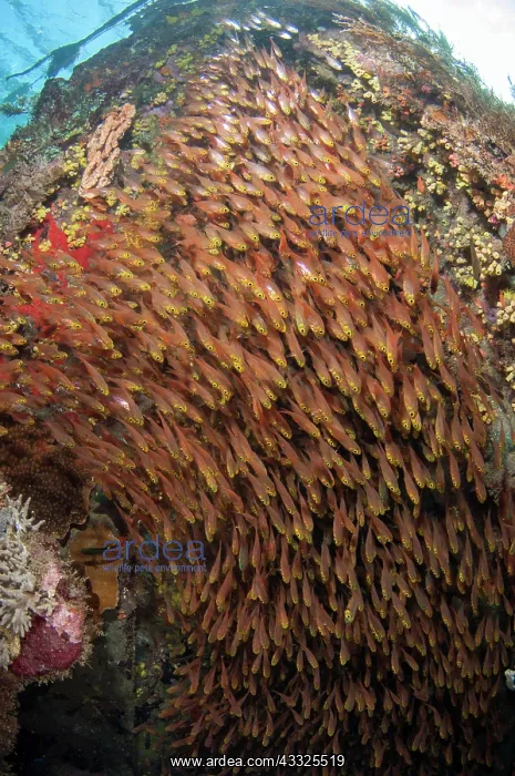 : School of Yellow Sweepers - Japanese Wreck dive : School of Yellow Sweepers - Japanese Wreck dive